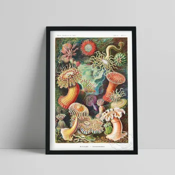 Ernst Haeckel Morju Anemones Plakat, Morski Organizem Barvne Oljno Sliko, Haeckel Letnik Živali Še Vedno Življenje Fotografij, Spalnica Dekor